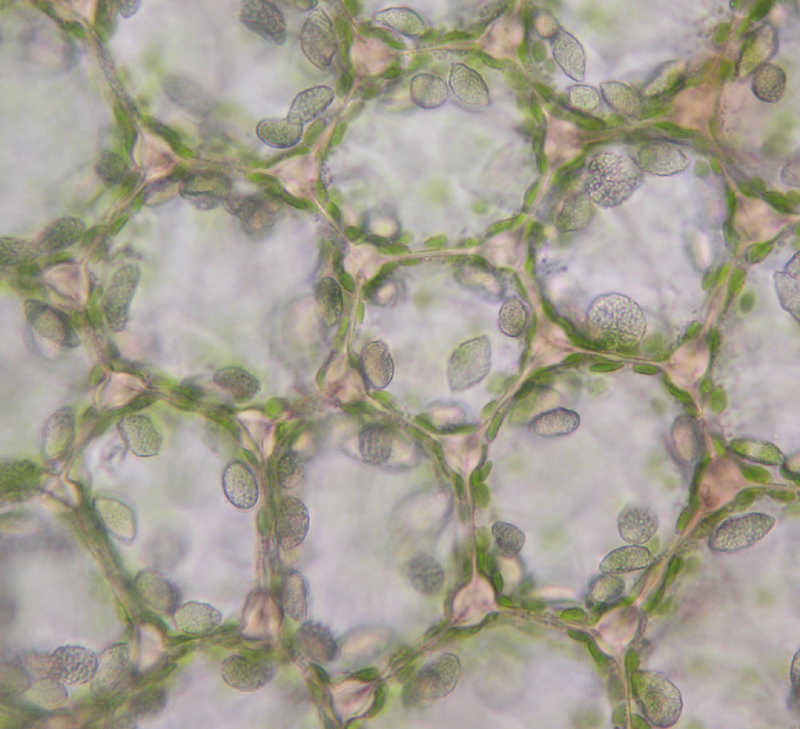 Mylia taylorii